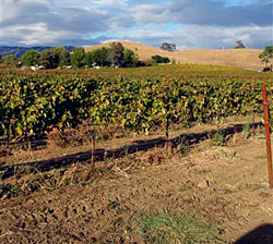 Suisun Valley soils