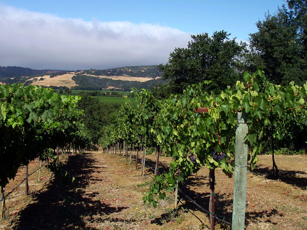 Suisun Valley